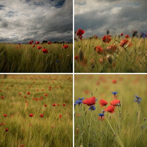 Uli's Album