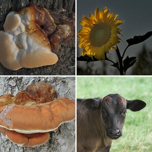 Nature 05