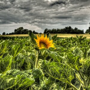 Uli's Album