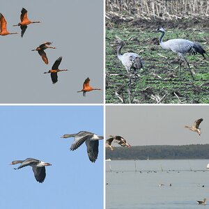 Vögel 20
