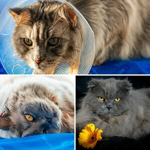 Katzen