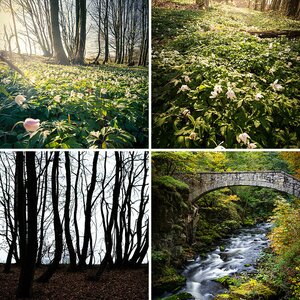 Wald