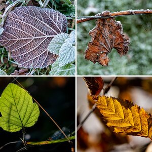 Herbst