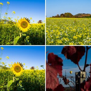 Herbst