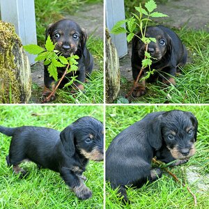 Hunde ab 11/20