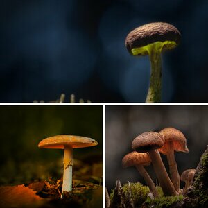 Pilzfotografie
