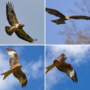 Greifvögel (wildlife)