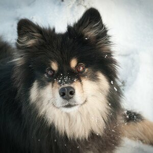 Uli's Album