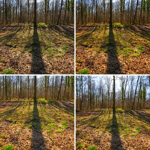 mathe Waldbild