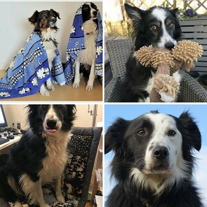 Unsere Hunde