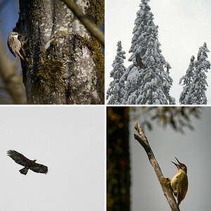 Vögel