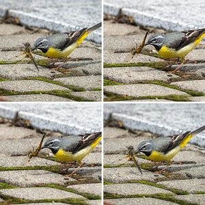 Besucher am Gartenteich