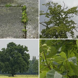 Natur 3.1 Laubbäume
