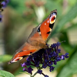 Insekten