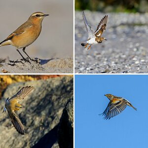 Vogelalbum XVI 2022
