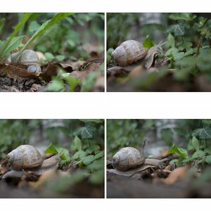 Schnecke