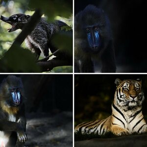 Hagenbecks Tierpark