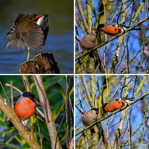 Vogelalbum 2023