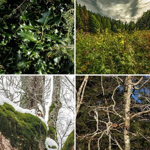 wald