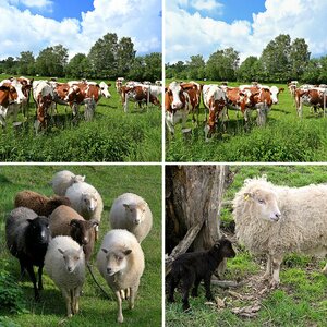 Tiere ohne Hunde ab 23