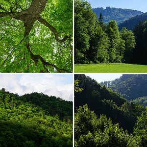 Wälder auch Detailaufnahmen