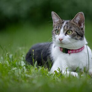 Katzen