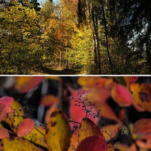 herbst