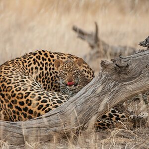 Kruger-Mashatu/Botswana 2016