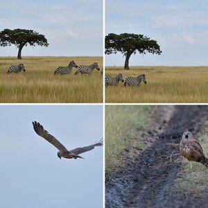Masai Mara 2018