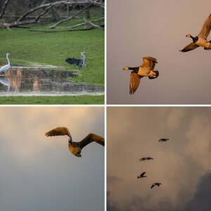 Bislicher Insel NRW