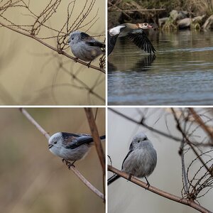 Kocks Loch, MH