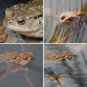 Amphibien