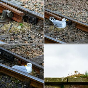 Tiere-12