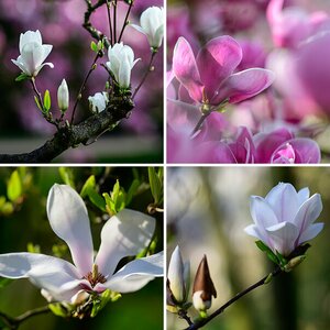 Wilhelma