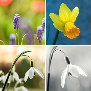 Frühlingsblumen