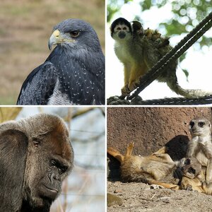 Zoo