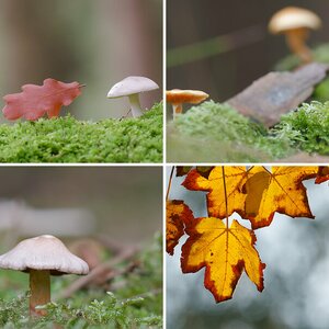 Herbst