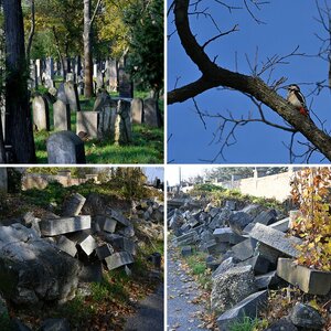 Mat.Zentralfriedhof