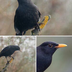 Amsel