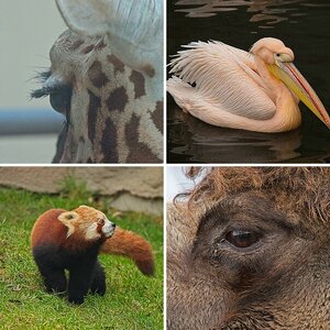 Tiere - Zoo