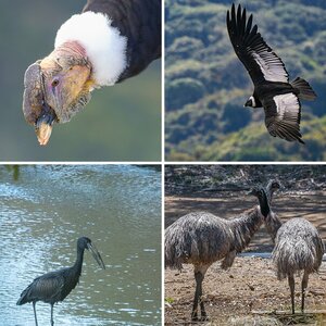 Seltsame Vögel