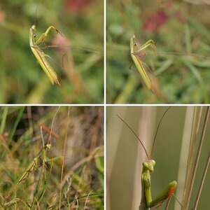 Mantis