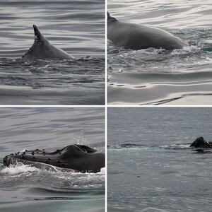 Wale vor Husavik