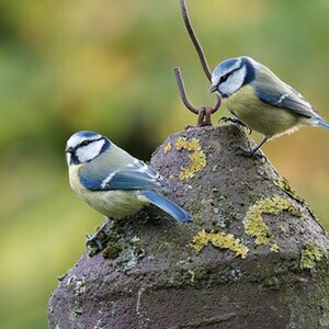 Blaumeise