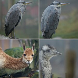 Zoo Osnabrück