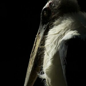 Tiere