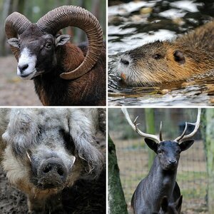 Wildfreigehege Nöttler Berg Saerbeck