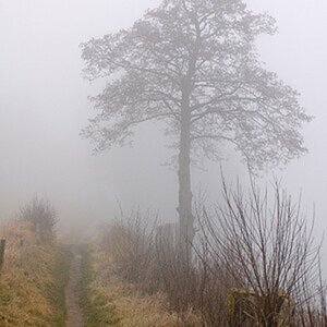 Nebel