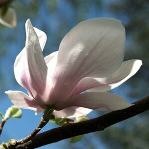 Magnolienblüte
