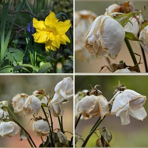 Blumen